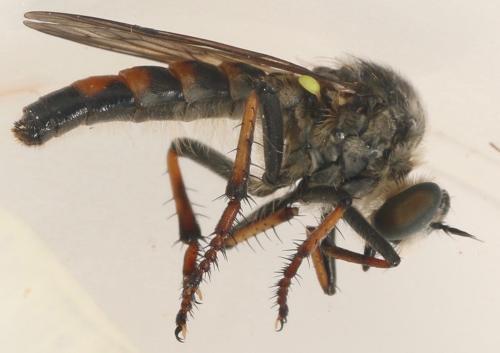 Réf. 326 489 : Heteropogon timondavidi